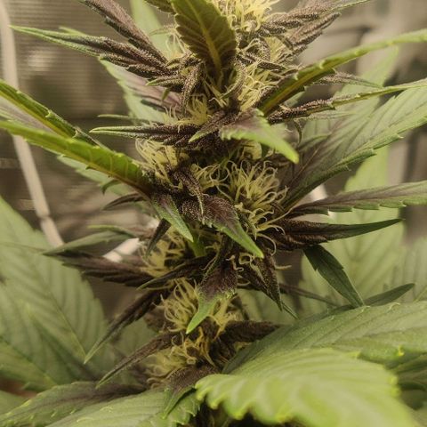 Banana Purple Punch Auto growlog timeline photo
