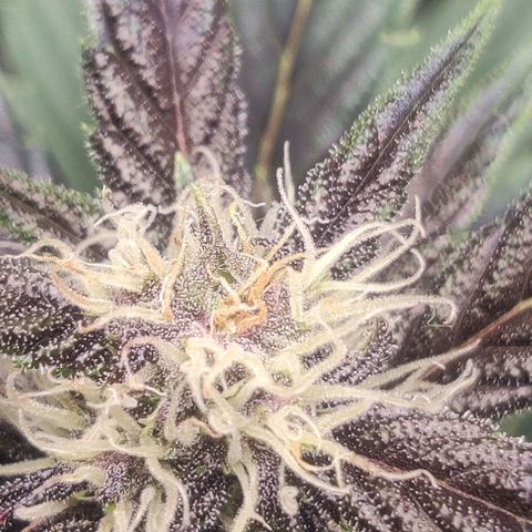 Banana Purple Punch Auto growlog timeline photo