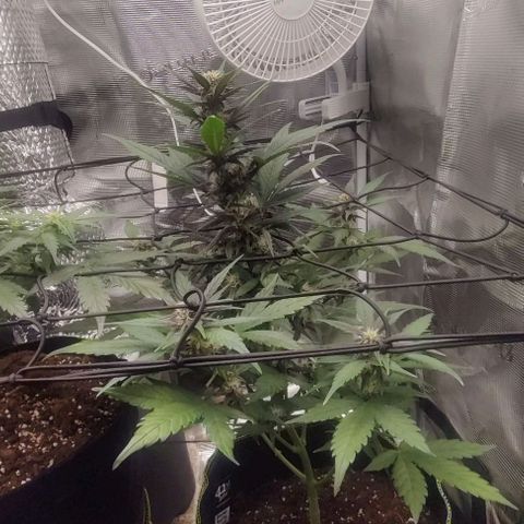 Banana Purple Punch Auto growlog timeline photo
