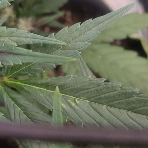Banana Purple Punch Auto growlog timeline photo