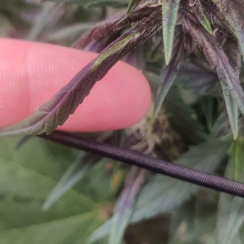 Banana Purple Punch Auto growlog timeline photo