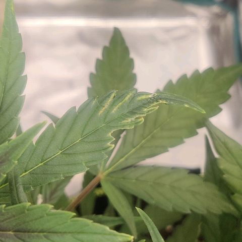 Banana Purple Punch Auto growlog timeline photo