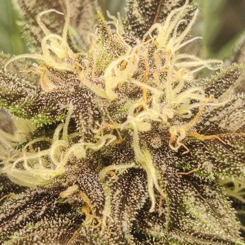 Banana Purple Punch Auto growlog timeline photo