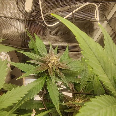 Banana Purple Punch Auto growlog timeline photo