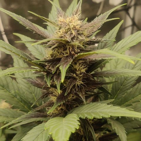 Banana Purple Punch Auto growlog timeline photo