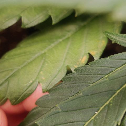 Banana Purple Punch Auto growlog timeline photo