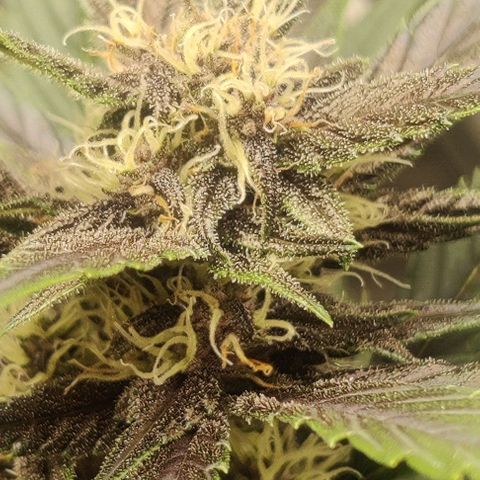 Banana Purple Punch Auto growlog timeline photo