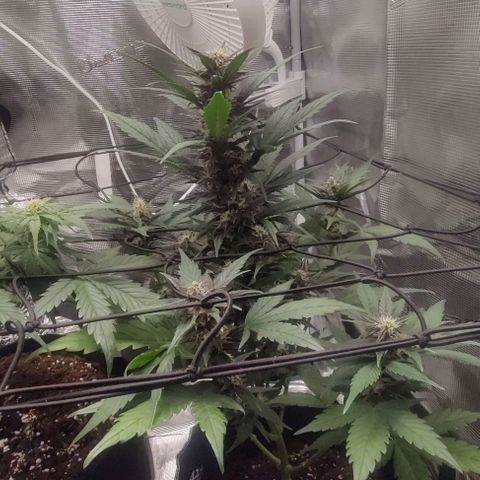 Banana Purple Punch Auto growlog timeline photo