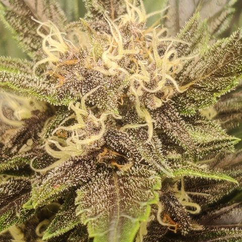 Banana Purple Punch Auto growlog timeline photo