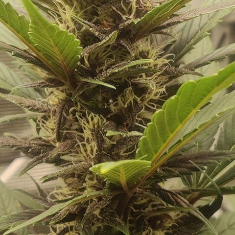 Banana Purple Punch Auto growlog timeline photo