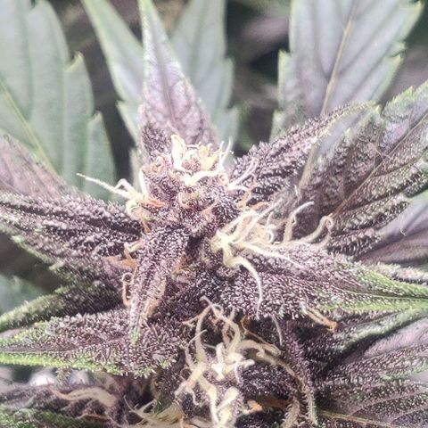 Banana Purple Punch Auto growlog timeline photo