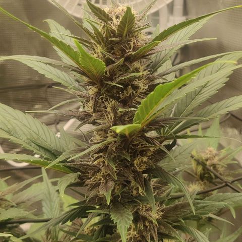 Banana Purple Punch Auto growlog timeline photo