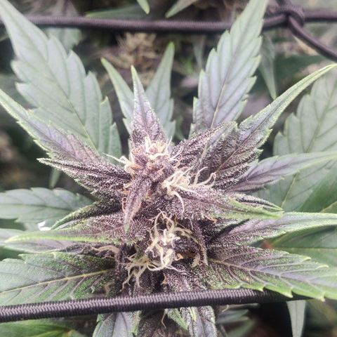 Banana Purple Punch Auto growlog timeline photo