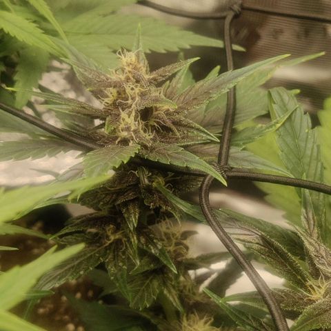 Banana Purple Punch Auto growlog timeline photo