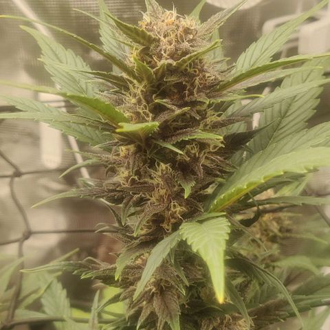 Banana Purple Punch Auto growlog timeline photo