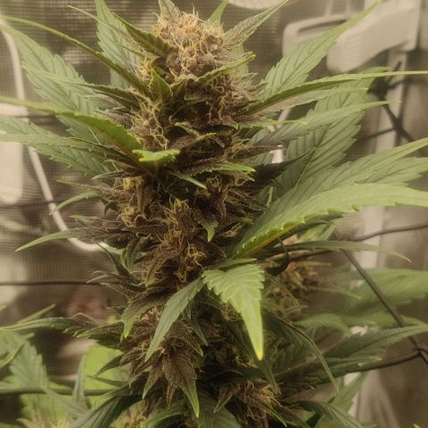 Banana Purple Punch Auto growlog timeline photo
