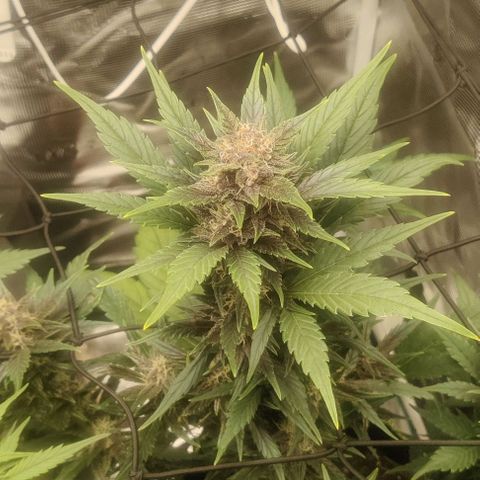 Banana Purple Punch Auto growlog timeline photo