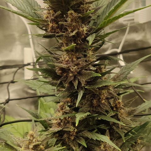 Banana Purple Punch Auto growlog timeline photo