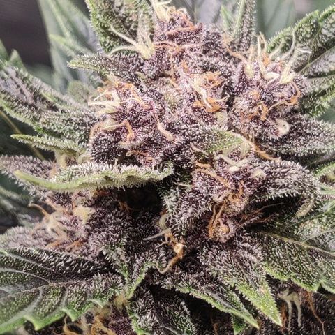 Banana Purple Punch Auto growlog timeline photo