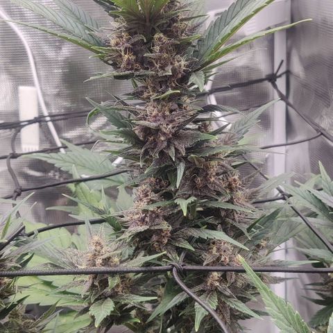 Banana Purple Punch Auto growlog timeline photo