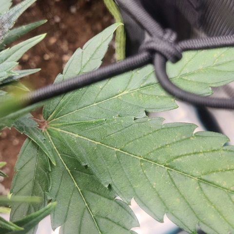 Banana Purple Punch Auto growlog timeline photo