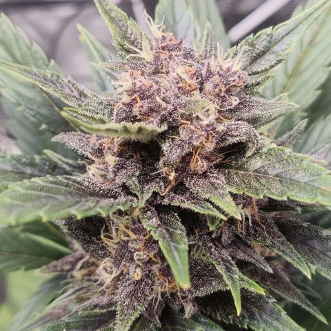 Banana Purple Punch Auto growlog timeline photo