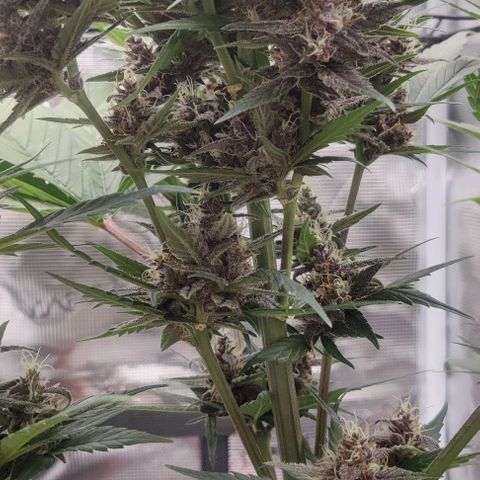 Banana Purple Punch Auto growlog timeline photo