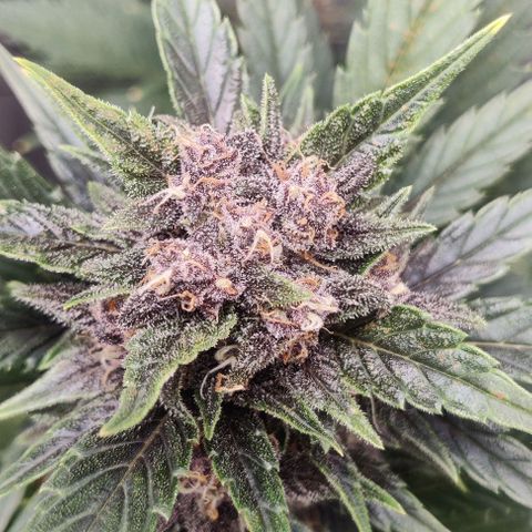 Banana Purple Punch Auto growlog timeline photo