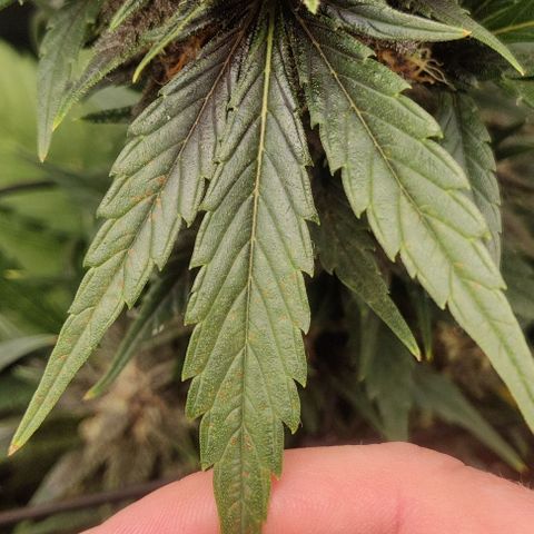 Banana Purple Punch Auto growlog timeline photo