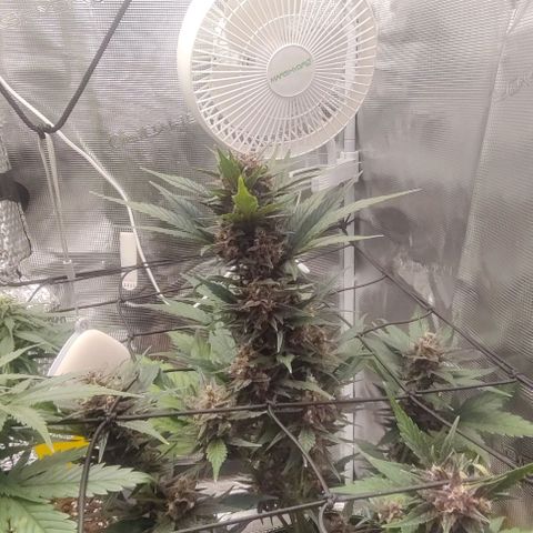 Banana Purple Punch Auto growlog timeline photo
