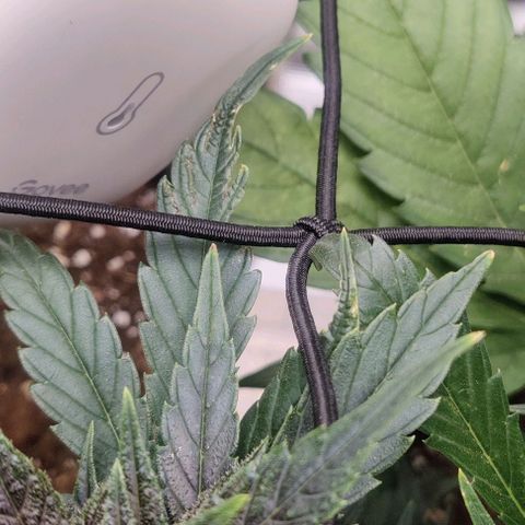 Banana Purple Punch Auto growlog timeline photo