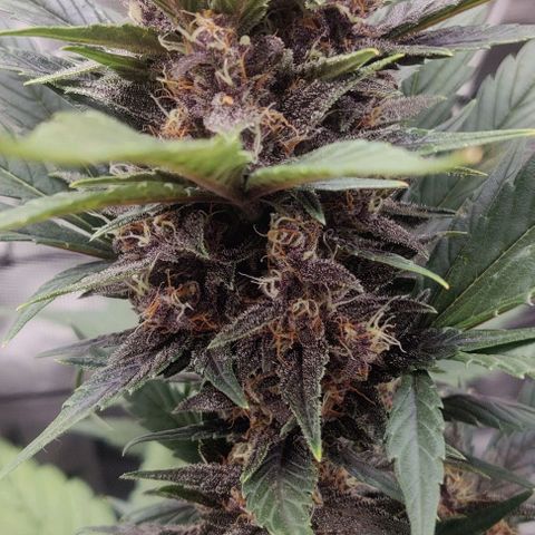 Banana Purple Punch Auto growlog timeline photo
