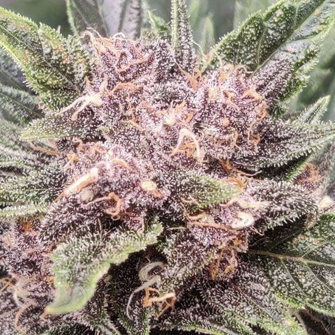 Banana Purple Punch Auto growlog timeline photo