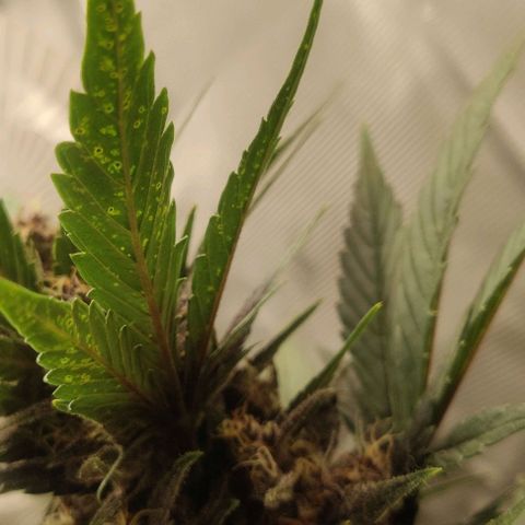 Banana Purple Punch Auto growlog timeline photo
