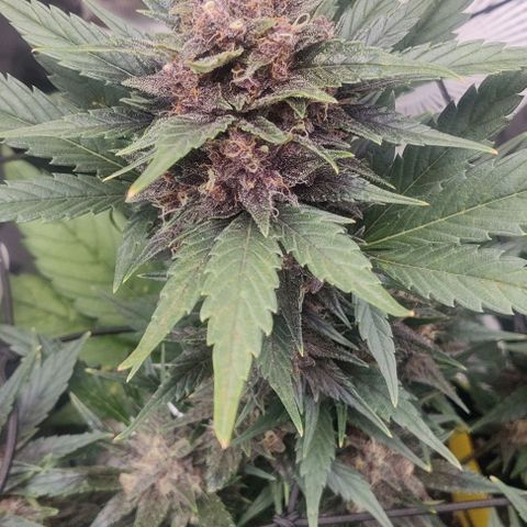 Banana Purple Punch Auto growlog timeline photo
