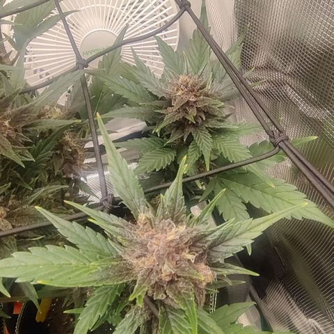 Banana Purple Punch Auto growlog timeline photo