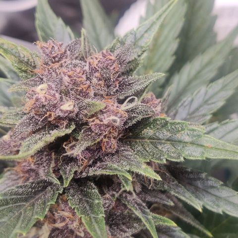 Banana Purple Punch Auto growlog timeline photo