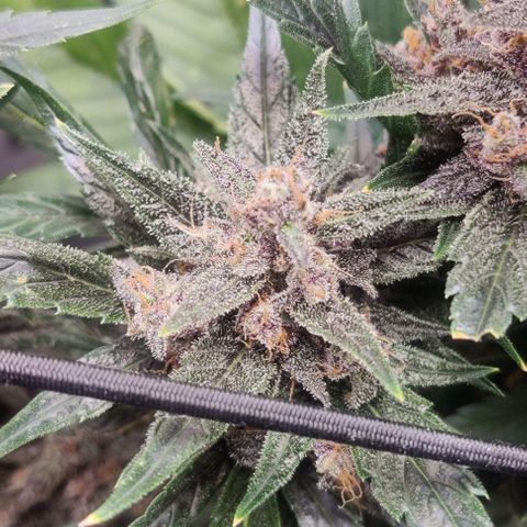 Banana Purple Punch Auto growlog timeline photo