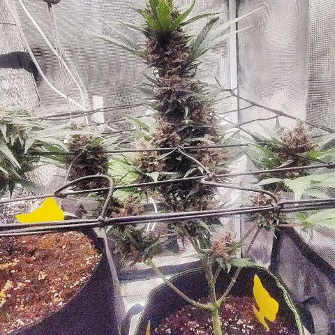 Banana Purple Punch Auto growlog timeline photo