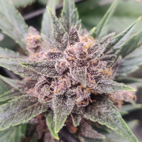 Banana Purple Punch Auto growlog timeline photo