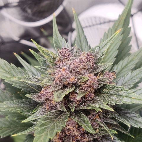 Banana Purple Punch Auto growlog timeline photo