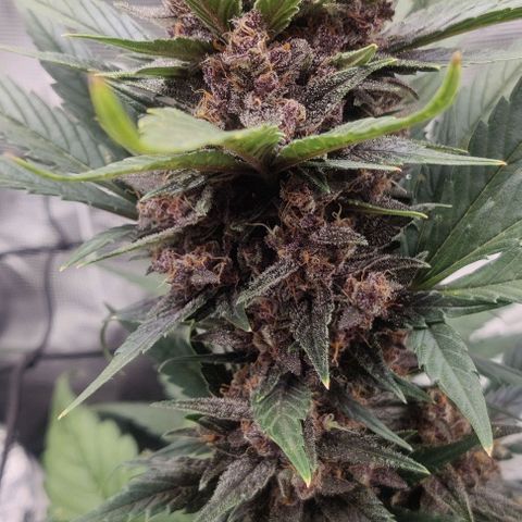Banana Purple Punch Auto growlog timeline photo