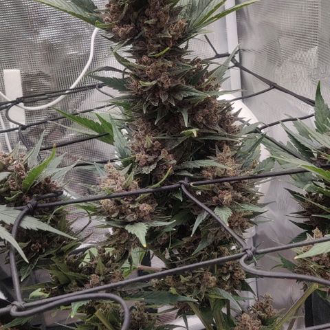 Banana Purple Punch Auto growlog timeline photo