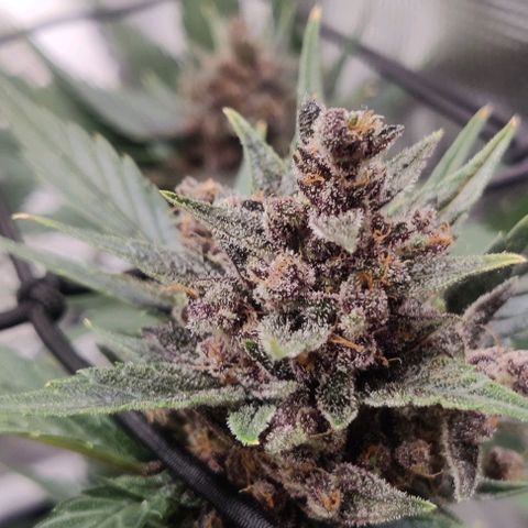 Banana Purple Punch Auto growlog timeline photo