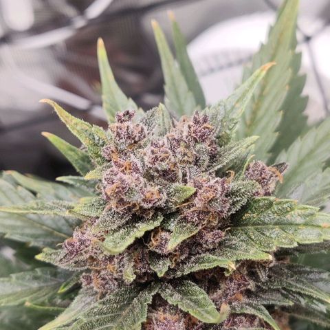 Banana Purple Punch Auto growlog timeline photo
