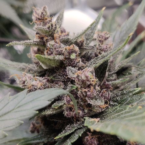 Banana Purple Punch Auto growlog timeline photo