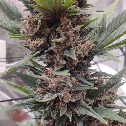 Banana Purple Punch Auto growlog timeline photo