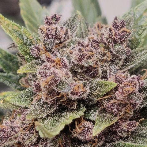 Banana Purple Punch Auto growlog timeline photo