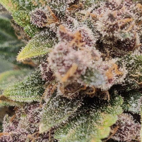 Banana Purple Punch Auto growlog timeline photo