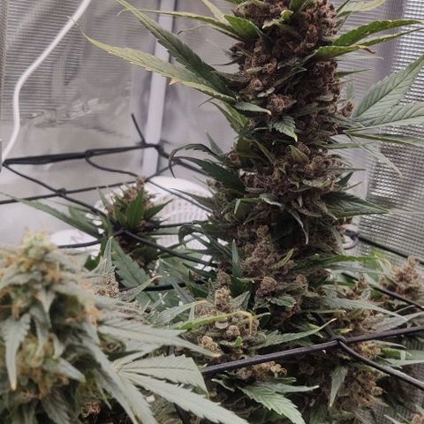 Banana Purple Punch Auto growlog timeline photo